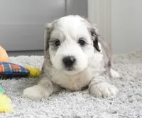 Huckleberry Pie, a male Sheepadoodle for sale in Moravia, IA – 3 of 3