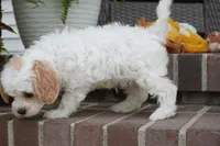 Theo, a male Cavapoo for sale in Moravia, IA – 3 of 5