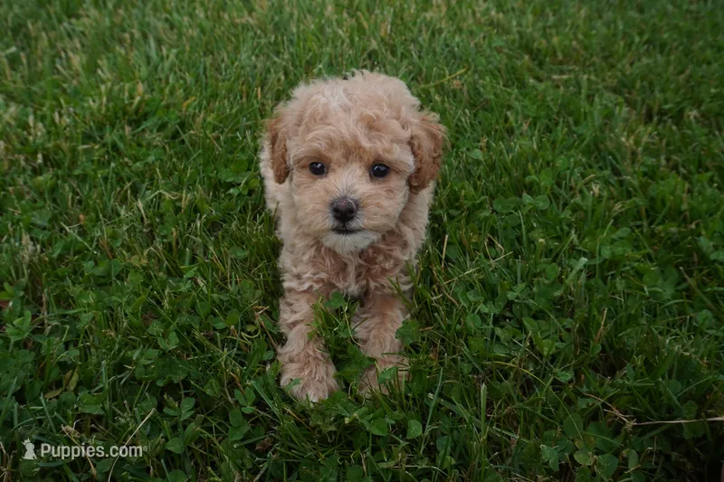 Marccen – Poodle - Toy  puppy for sale in Moravia, IA