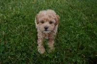 Marccen, a male Poodle - Toy  for sale in Moravia, IA – 1 of 5