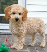 Marccen, a male Poodle - Toy  for sale in Moravia, IA – 6 of 10