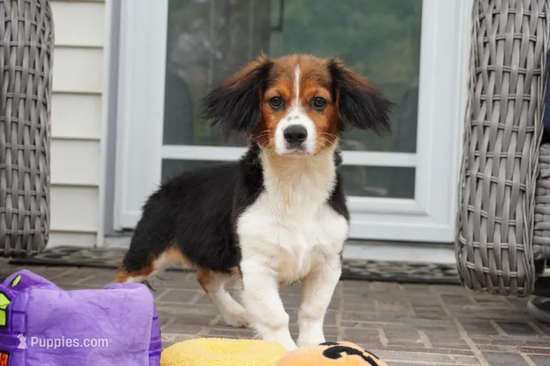 Paul – Pembroke Welsh Corgi, Cavalier King Charles Spaniel puppy for sale in Moravia, IA