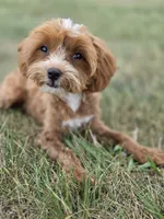Teagan, a female Cavapoo for sale in Moravia, IA – 6 of 10