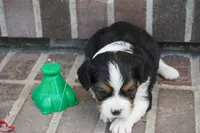 Paul, a male Pembroke Welsh Corgi and Cavalier King Charles Spaniel for sale in Moravia, IA – 2 of 2