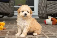 ren, a female Poodle - Toy  for sale in Moravia, IA – 2 of 5