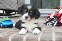 Pippa, a female Pembroke Welsh Corgi and Cavalier King Charles Spaniel for sale in Moravia, IA – 3 of 4