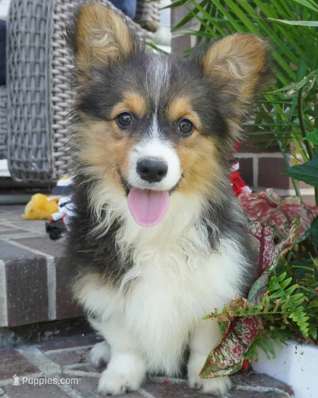 Gerty-AKC – Pembroke Welsh Corgi puppy for sale in Moravia, IA