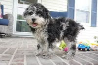 Rylee, a female Poodle - Toy  for sale in Moravia, IA – 4 of 8