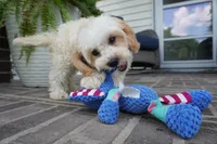 Theo, a male Cavapoo for sale in Moravia, IA – 2 of 9