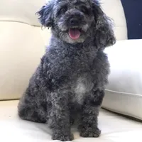 Indy, a female Poodle - Toy  for sale in Moravia, IA – Photo 1 of 2