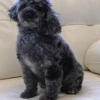 Indy, a female Poodle - Toy  for sale in Moravia, IA – Photo 2 of 2