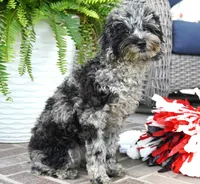 Malia, a female Poodle - Toy  for sale in Moravia, IA – 2 of 10