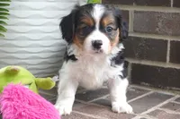 Paul, a male Pembroke Welsh Corgi and Cavalier King Charles Spaniel for sale in Moravia, IA – 2 of 4