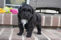 Crockette-Toy, a male Miniature Aussiedoodle for sale in Moravia, IA – 4 of 4
