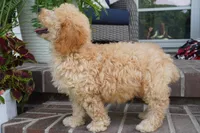 Marccen, a male Poodle - Toy  for sale in Moravia, IA – 3 of 9