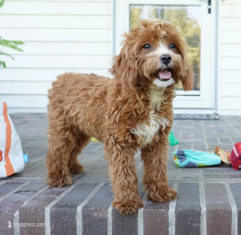 Teagan – Cavapoo puppy for sale in Moravia, IA