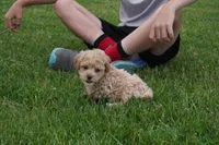 Marccen, a male Poodle - Toy  for sale in Moravia, IA – 2 of 5