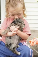Peanut-Mini F1b, a female Sheepadoodle for sale in Moravia, IA – 4 of 4