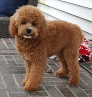 Mason, a male Poodle - Toy  for sale in Moravia, IA – 6 of 9