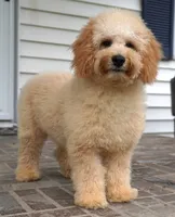 Marccen, a male Poodle - Toy  for sale in Moravia, IA – 3 of 10