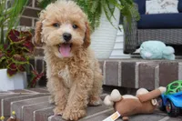Mason, a male Poodle - Toy  for sale in Moravia, IA – 3 of 9