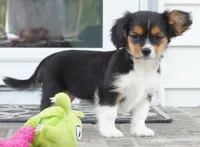 Poppy, a female Pembroke Welsh Corgi and Cavalier King Charles Spaniel for sale in Moravia, IA – 5 of 8