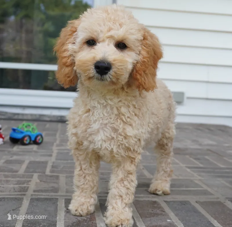 Marccen – Poodle - Toy  puppy for sale in Moravia, IA