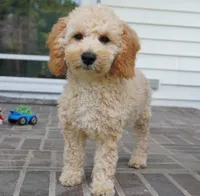 Marccen, a male Poodle - Toy  for sale in Moravia, IA – 4 of 10