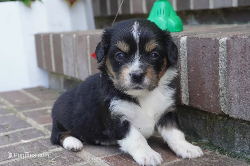 Palmer-Cavacorgi – Pembroke Welsh Corgi, Cavalier King Charles Spaniel puppy for sale in Moravia, IA