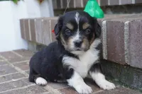 Palmer-Cavacorgi, a female Pembroke Welsh Corgi and Cavalier King Charles Spaniel for sale in Moravia, IA – 1 of 4