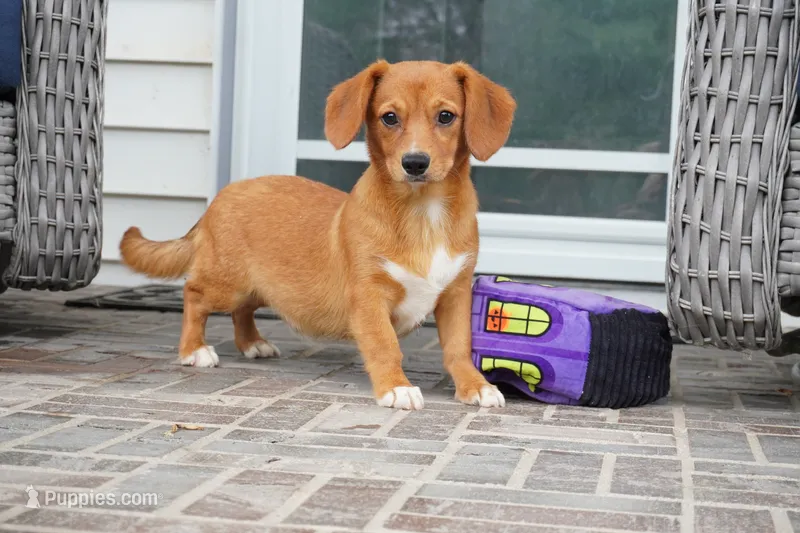 Sawyer-Cavacorgi – Pembroke Welsh Corgi, Cavalier King Charles Spaniel puppy for sale in Moravia, IA