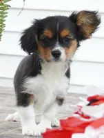 Poppy, a female Pembroke Welsh Corgi and Cavalier King Charles Spaniel for sale in Moravia, IA – 4 of 8