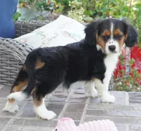 Paul, a male Pembroke Welsh Corgi and Cavalier King Charles Spaniel for sale in Moravia, IA – 3 of 8