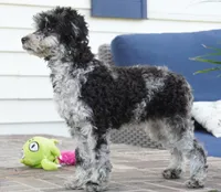 Rylee, a female Poodle - Toy  for sale in Moravia, IA – 4 of 10