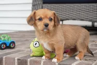 Sonya-Cavacorgi, a female Pembroke Welsh Corgi and Cavalier King Charles Spaniel for sale in Moravia, IA – 4 of 4