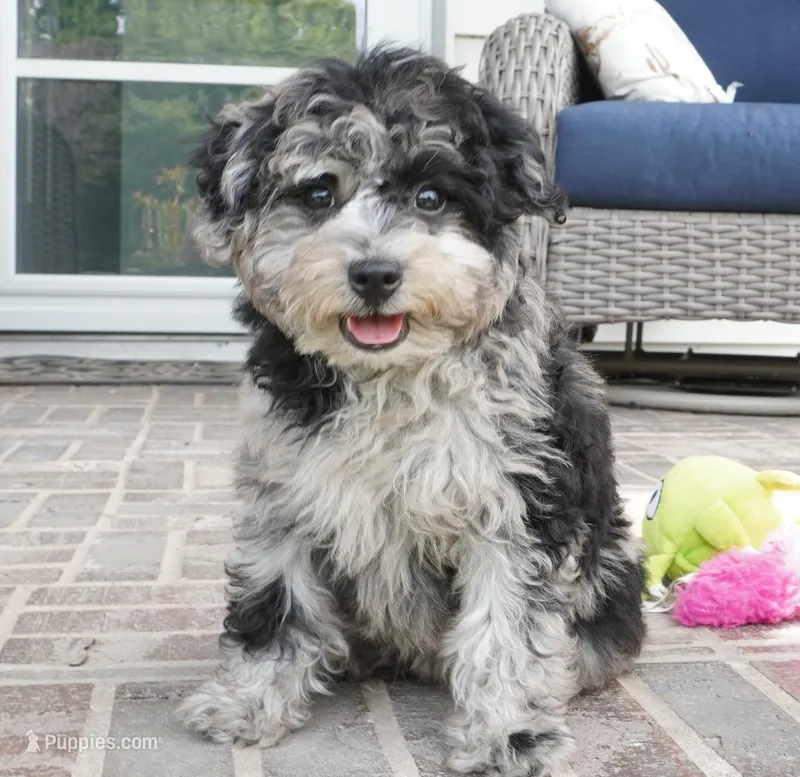 Rylee – Poodle - Toy  puppy for sale in Moravia, IA