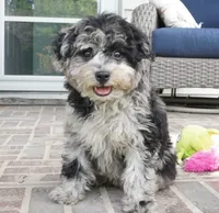 Rylee, a female Poodle - Toy  for sale in Moravia, IA – 1 of 8