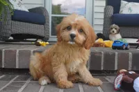 Tiago, a female Cavapoo for sale in Moravia, IA – 2 of 4