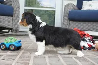 Paul, a male Pembroke Welsh Corgi and Cavalier King Charles Spaniel for sale in Moravia, IA – 3 of 4
