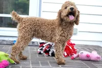 Eli, a male Poodle - Toy  for sale in Moravia, IA – 3 of 8