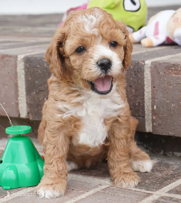 Teddi-Girl – Cavapoo puppy for sale in Moravia, IA