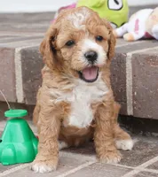 Teddi-Girl, a female Cavapoo for sale in Moravia, IA – 1 of 4