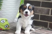 Paul, a male Pembroke Welsh Corgi and Cavalier King Charles Spaniel for sale in Moravia, IA – 4 of 4