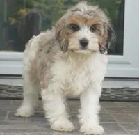 Thea, a female Cavapoo for sale in Moravia, IA – 4 of 6