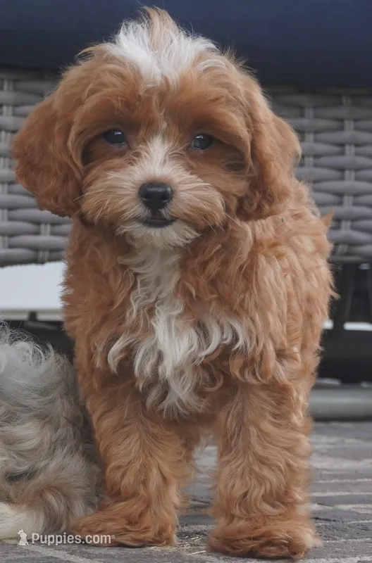 Teagan – Cavapoo puppy for sale in Moravia, IA