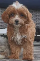 Teagan, a female Cavapoo for sale in Moravia, IA – 1 of 10