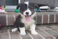Deci, a female Pembroke Welsh Corgi for sale in Moravia, IA – 2 of 4