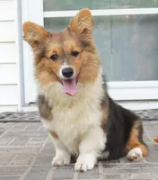 CLANCY-CLEAR, a female Pembroke Welsh Corgi for sale in Moravia, IA – 5 of 7