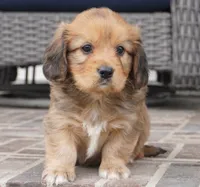 Simon-Cavacorgi, a male Pembroke Welsh Corgi and Cavalier King Charles Spaniel for sale in Moravia, IA – 2 of 5