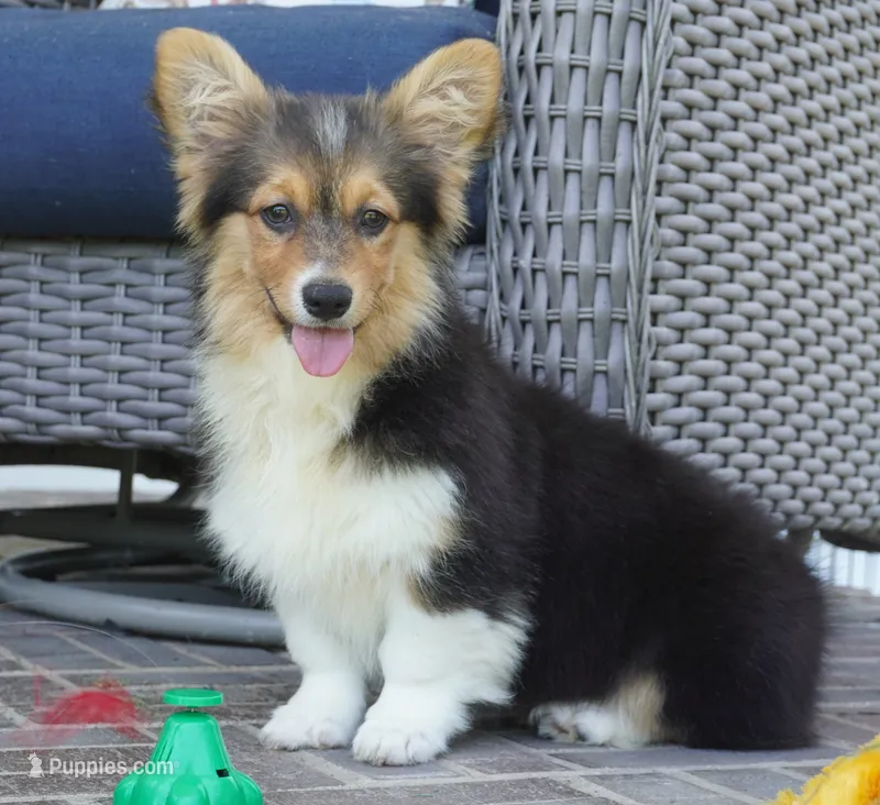 Cherry-AKC Fluffy – Pembroke Welsh Corgi puppy for sale in Moravia, IA